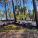 Waldbrand zeischen Hanau und Kahl am Main